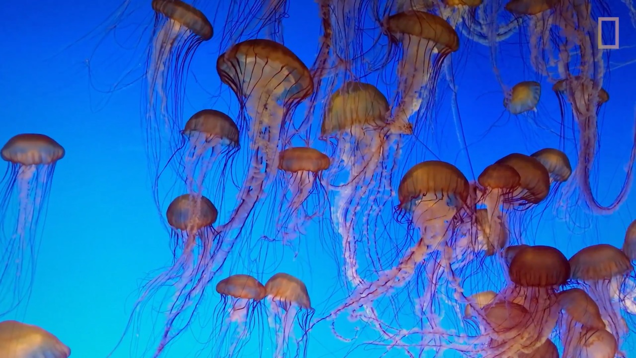 Jellyfish 101